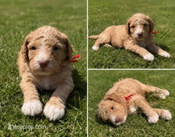Captain – Bernedoodle puppy for sale in Jerome, MI