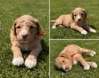 Captain, a male Bernedoodle for sale in Hudson, MI – 1 of 2