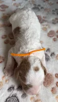 Wilder, a male Cavapoo for sale in Jerome, MI – 2 of 2