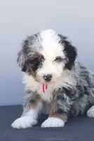 Primrose, a male Miniature Aussiedoodle for sale in Jerome, MI – 1 of 6