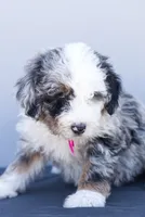 Primrose, a male Miniature Aussiedoodle for sale in Jerome, MI – 5 of 6