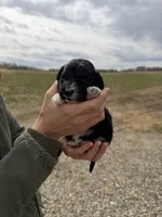 Arrow, a male Miniature Aussiedoodle for sale in Jerome, MI – Photo 2 of 3