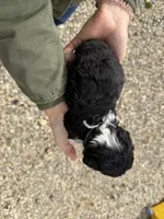 Arrow, a male Miniature Aussiedoodle for sale in Jerome, MI – Photo 3 of 3