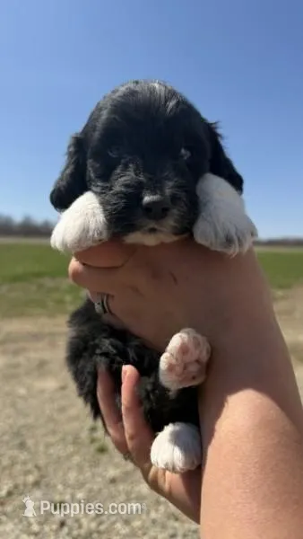 Arrow – Miniature Aussiedoodle puppy for sale in Jerome, MI