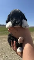 Arrow, a male Miniature Aussiedoodle for sale in Jerome, MI – Photo 1 of 3