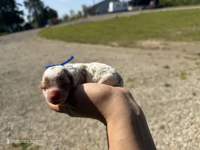Oaks – Cavapoo puppy for sale in Jerome, MI
