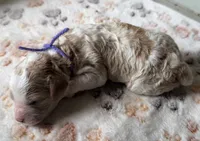 Honey, a female Cavapoo for sale in Jerome, MI – 3 of 3