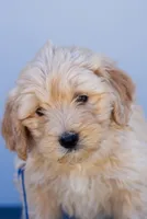 Beau, a male Miniature Aussiedoodle for sale in Jerome, MI – 1 of 5