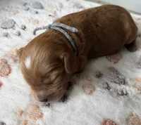 Briar, a male Cavapoo for sale in Jerome, MI – 4 of 4