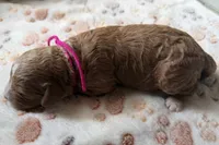 Daisy, a male Cavapoo for sale in Jerome, MI – 3 of 4