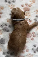 Briar, a male Cavapoo for sale in Jerome, MI – 3 of 4