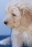 Beau, a male Miniature Aussiedoodle for sale in Jerome, MI – 5 of 5