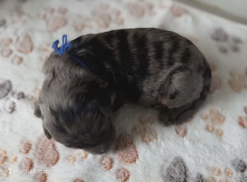 Admiral – Bernedoodle puppy for sale in Jerome, MI