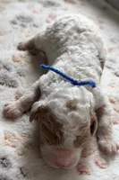 Oaks, a male Cavapoo for sale in Jerome, MI – 2 of 4