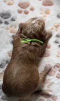 Sprout , a male Cavapoo for sale in Jerome, MI – 3 of 4