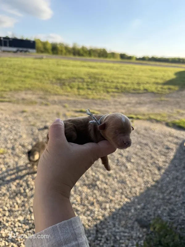 Briar – Cavapoo puppy for sale in Jerome, MI