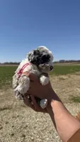 Primrose, a male Miniature Aussiedoodle for sale in Jerome, MI – Photo 1 of 3