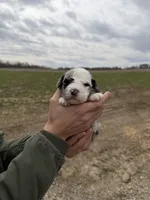 Primrose, a male Miniature Aussiedoodle for sale in Jerome, MI – Photo 3 of 3