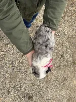 Primrose, a male Miniature Aussiedoodle for sale in Jerome, MI – Photo 2 of 3