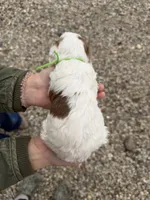 Romeo, a male Miniature Aussiedoodle for sale in Jerome, MI – Photo 1 of 3