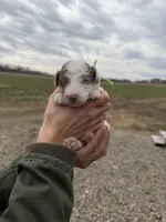 Romeo, a male Miniature Aussiedoodle for sale in Jerome, MI – Photo 2 of 3