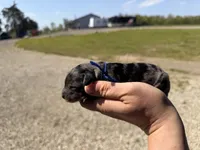 Admiral, a male Bernedoodle for sale in Jerome, MI – 3 of 3
