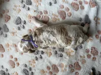 Honey, a female Cavapoo for sale in Jerome, MI – 2 of 3
