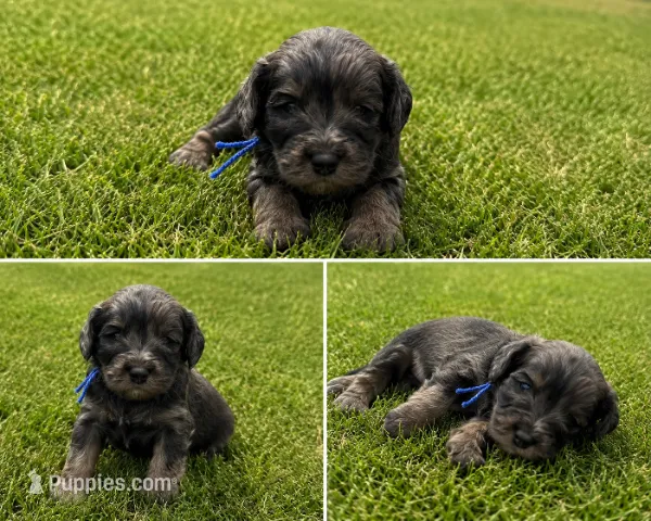 Admiral – Bernedoodle puppy for sale in Jerome, MI