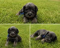 Admiral, a male Bernedoodle for sale in Hudson, MI – 1 of 4