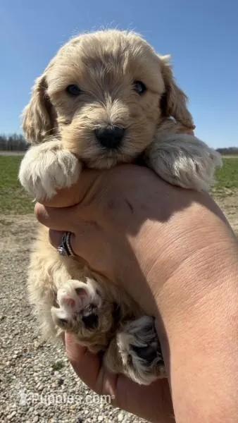 Beau – Miniature Aussiedoodle puppy for sale in Jerome, MI