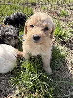 Beau, a male Miniature Aussiedoodle for sale in Jerome, MI – Photo 3 of 3