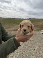 Beau, a male Miniature Aussiedoodle for sale in Jerome, MI – Photo 2 of 3