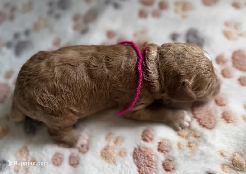 Daisy – Cavapoo puppy for sale in Jerome, MI