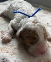 Oaks, a male Cavapoo for sale in Jerome, MI – 4 of 4