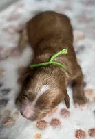 Sprout , a male Cavapoo for sale in Jerome, MI – 2 of 4