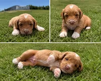 Finn, a male Bernedoodle for sale in Hudson, MI – 1 of 4