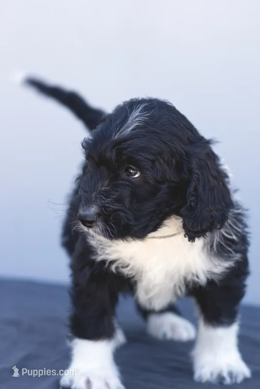 Arrow – Miniature Aussiedoodle puppy for sale in Jerome, MI