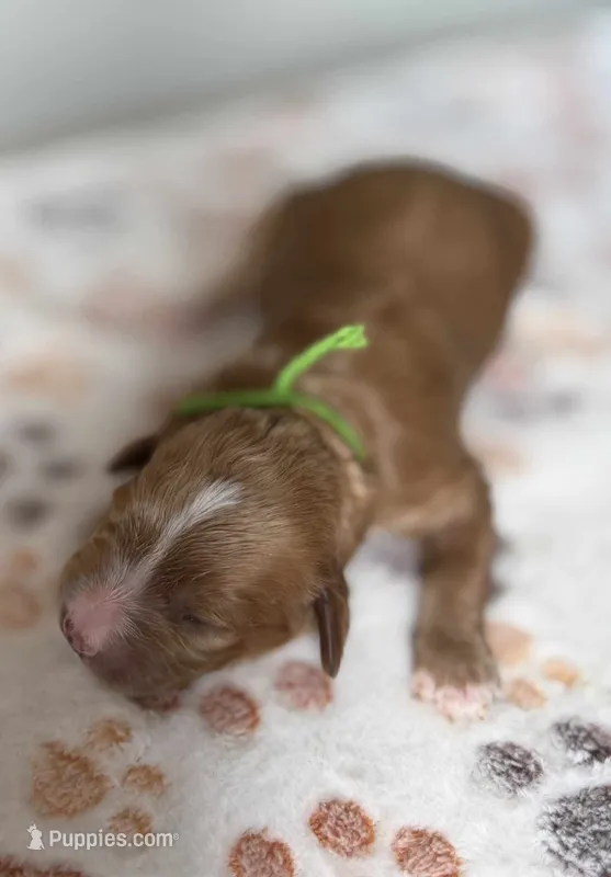 Sprout  – Cavapoo puppy for sale in Jerome, MI