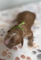 Sprout , a male Cavapoo for sale in Jerome, MI – 1 of 4