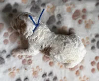 Oaks, a male Cavapoo for sale in Jerome, MI – 3 of 4