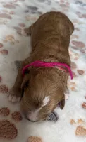 Daisy, a male Cavapoo for sale in Jerome, MI – 2 of 4