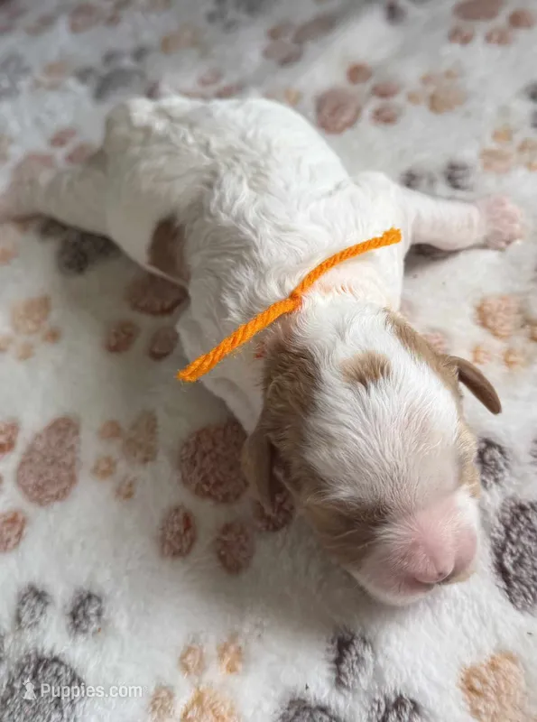 Wilder – Cavapoo puppy for sale in Jerome, MI