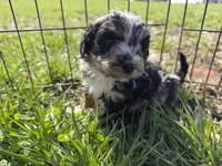Juliet, a female Miniature Aussiedoodle for sale in Jerome, MI – Photo 2 of 4