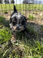 Juliet, a female Miniature Aussiedoodle for sale in Jerome, MI – Photo 1 of 4