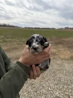 Juliet, a female Miniature Aussiedoodle for sale in Jerome, MI – Photo 4 of 4