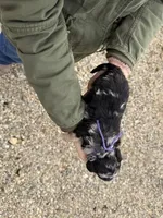 Juliet, a female Miniature Aussiedoodle for sale in Jerome, MI – Photo 3 of 4