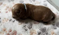 Briar, a male Cavapoo for sale in Jerome, MI – 2 of 4
