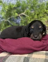Mazzle, a female Miniature Dachshund for sale in Batesville, AR – 2 of 4
