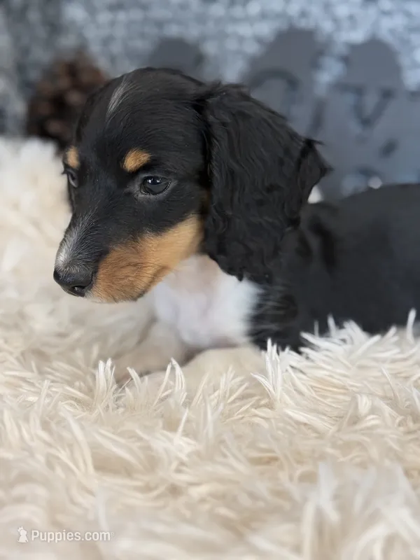 Kiser – Miniature Dachshund puppy for sale in Batesville, AR