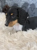 Kiser, a male Miniature Dachshund for sale in Batesville, AR – 1 of 3